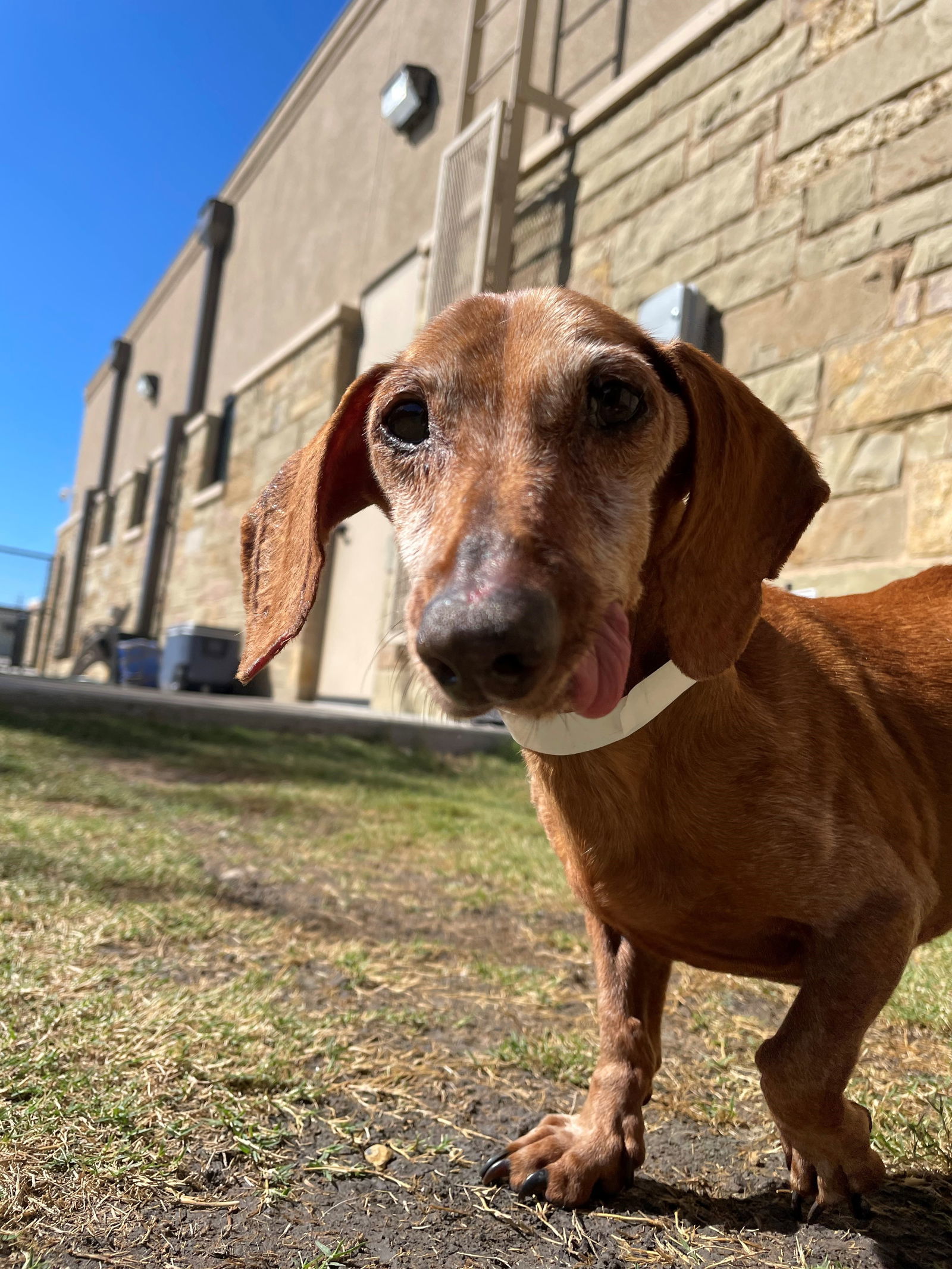 Carrigan, an adoptable Dachshund in Austin, TX, 73301 | Photo Image 3