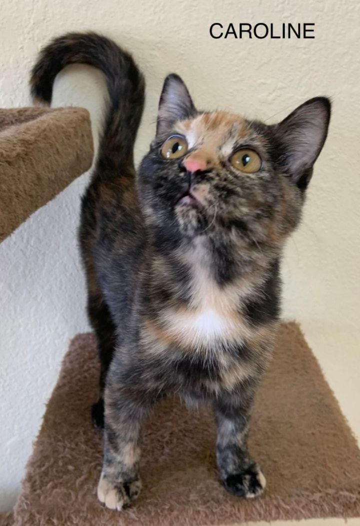 Caroline, an adopted Tortoiseshell in Rushville, IL_image-1