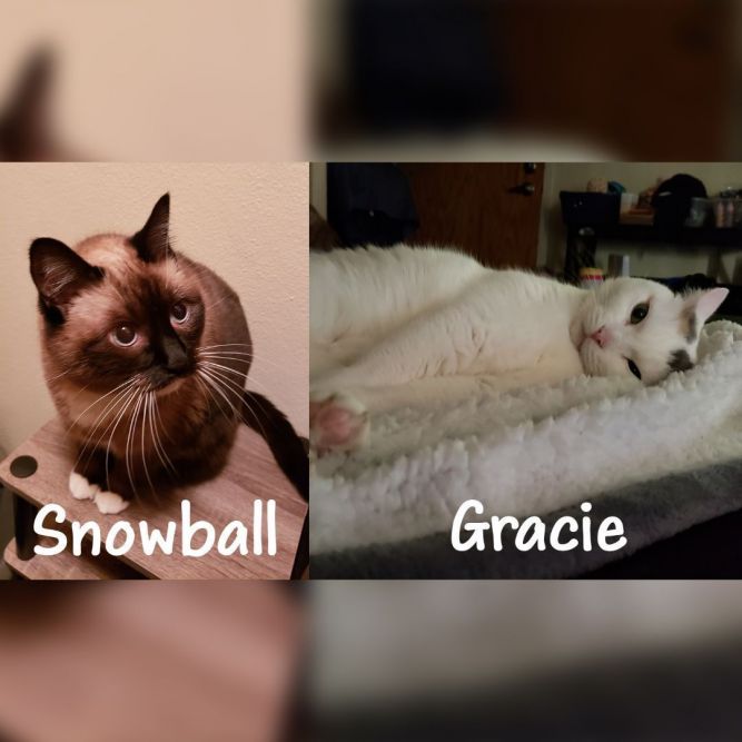 Gracie & Snowball (Bonded Pair)