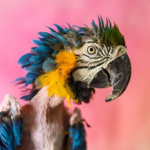 Roxie, Senior Female Macaw