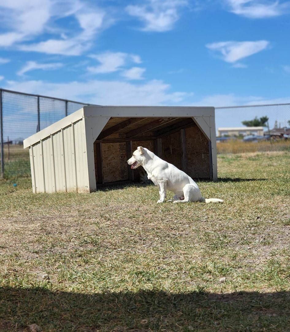 Igloo, an adoptable Mixed Breed in Chinook, MT, 59523 | Photo Image 2