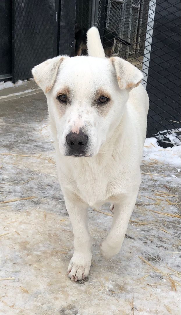 Igloo, an adoptable Mixed Breed in Chinook, MT, 59523 | Photo Image 1