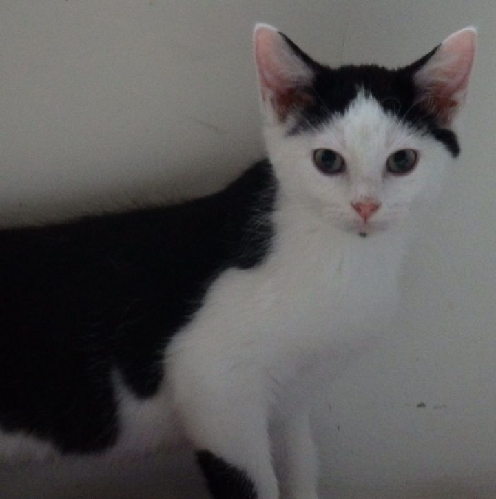 Puck, an adopted Domestic Short Hair Mix in Speedway, IN_image-1