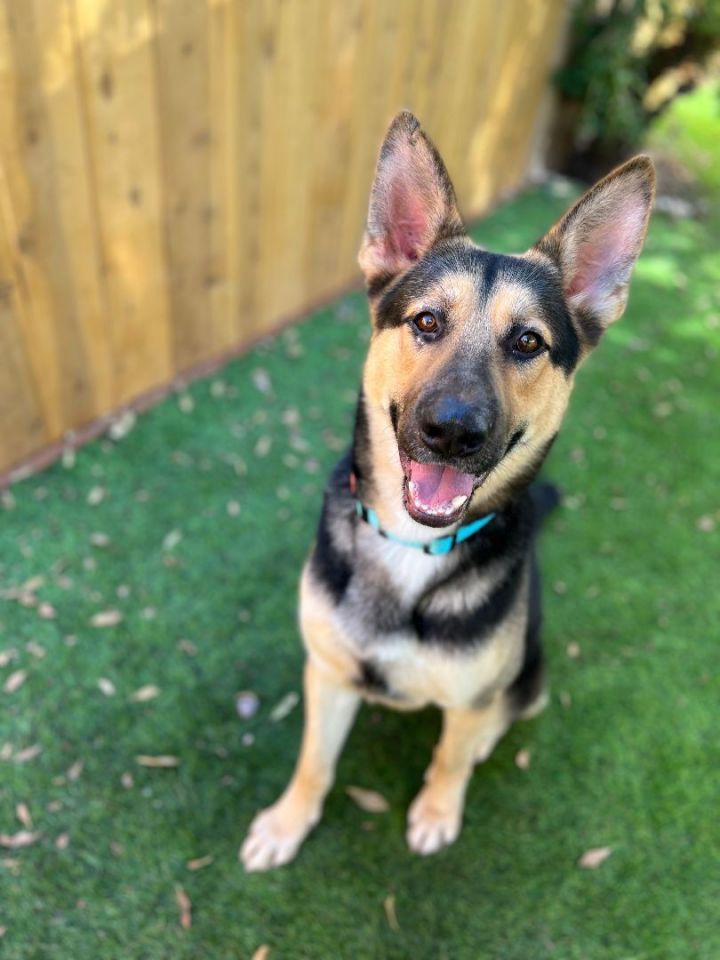 Dog for adoption - Freddie, a German Shepherd Dog in San Diego, CA ...