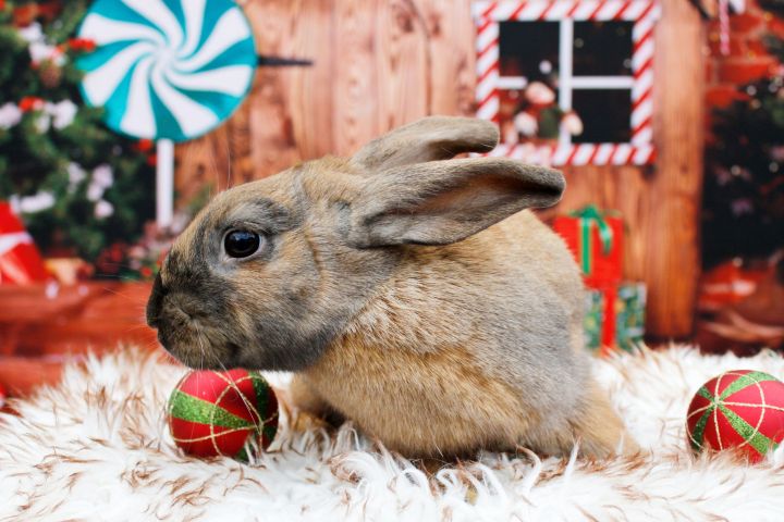 Chinchilla netherland best sale dwarf rabbit