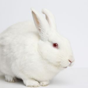 Snowdrop, Adult Female unknown