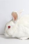 Snowdrop photo 4