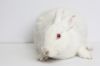 Snowdrop photo 5