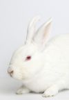 Snowdrop photo 6