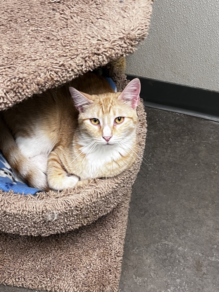 Cheddar, an adoptable American Shorthair, Tabby in Bartlesville, OK, 74006 | Photo Image 1