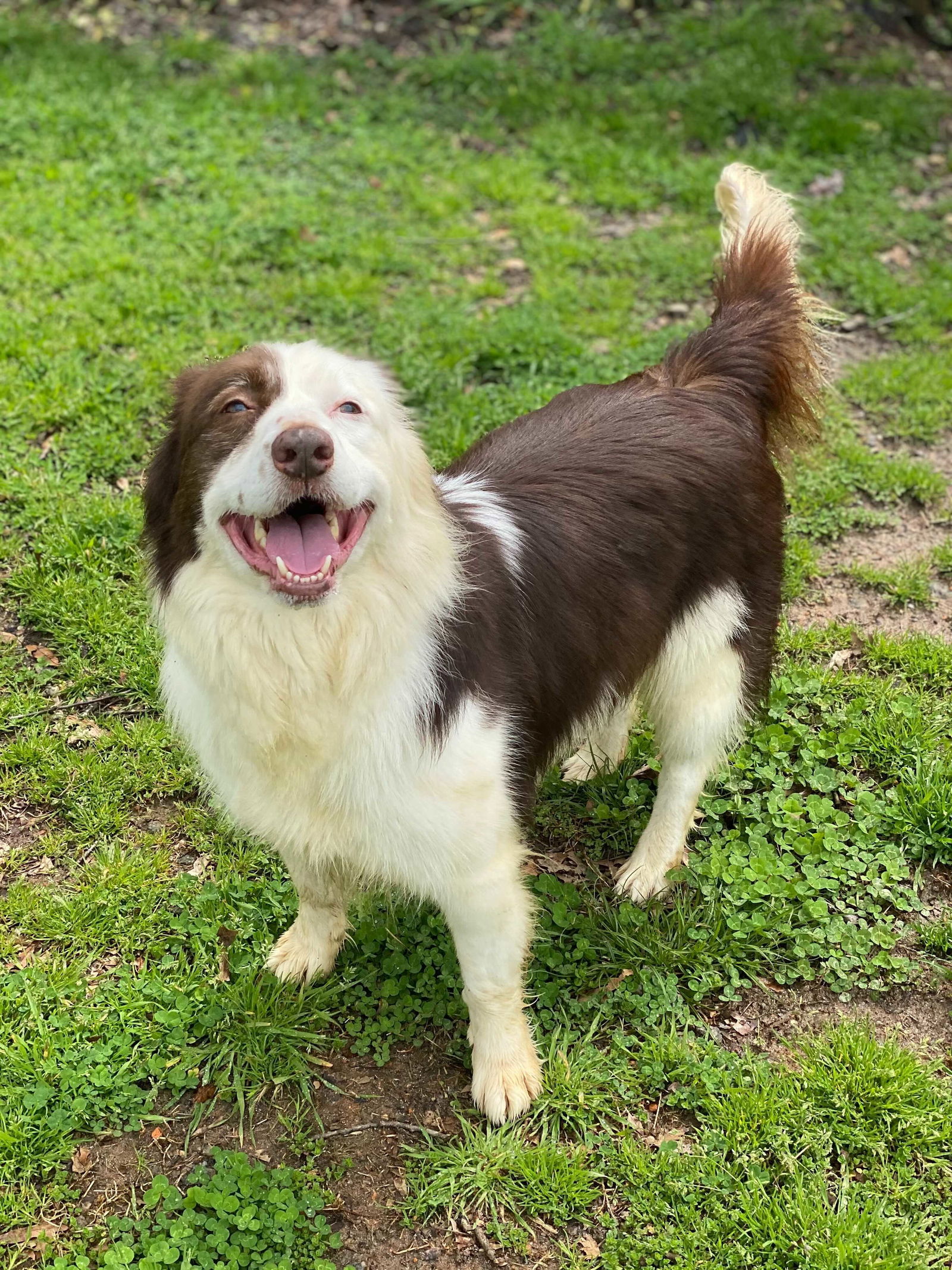 Beaux, an adoptable Border Collie in Pacolet, SC, 29372 | Photo Image 2