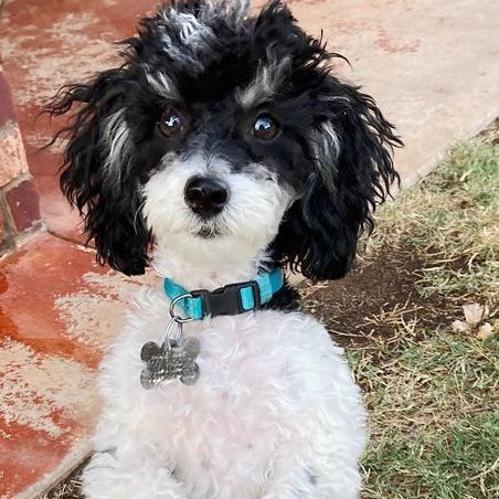 Twiggy, an adopted Poodle Mix in Oklahoma City, OK_image-4