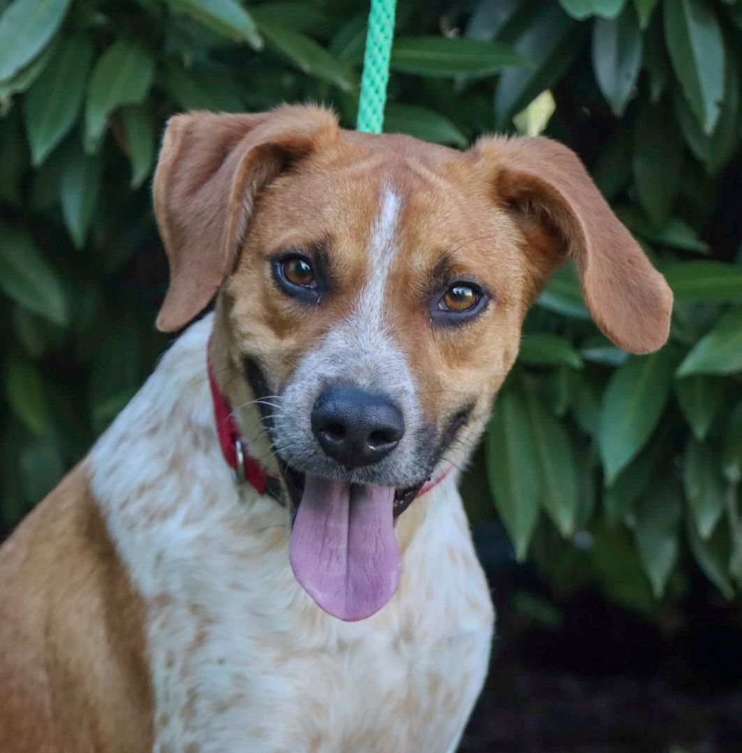 Dog for adoption - Timothy, a Beagle & Cattle Dog Mix in Cleveland, OH ...