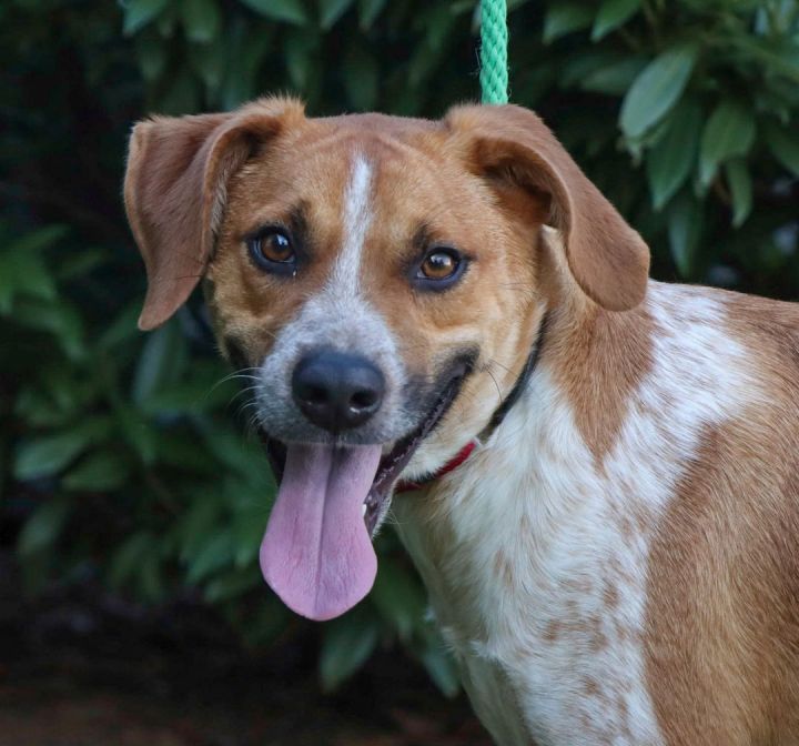 Dog for adoption - Timothy, a Beagle & Cattle Dog Mix in Cleveland, OH ...