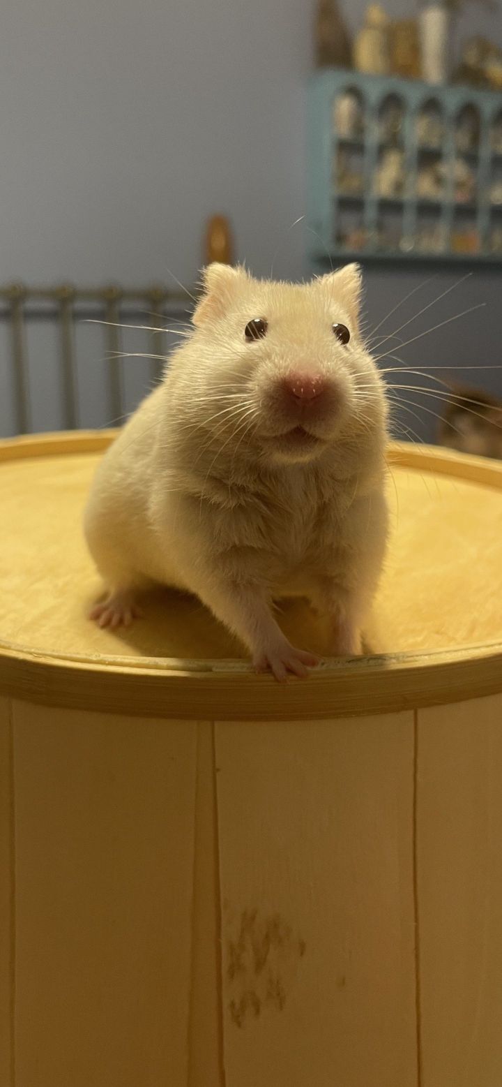 Minnie, an adopted Hamster in Philadelphia, PA_image-2