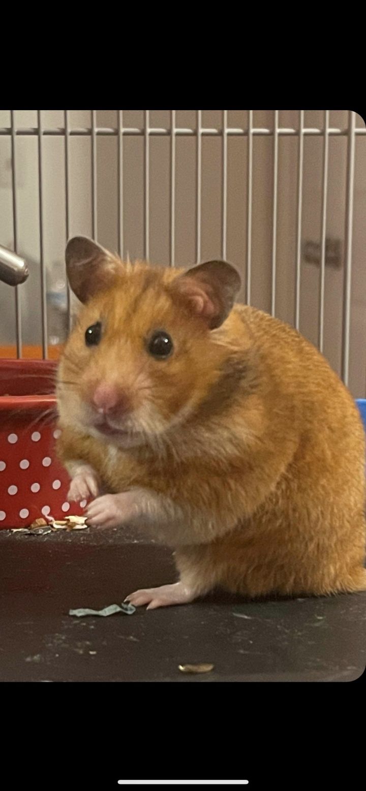 Barcardi, an adoptable Hamster in Philadelphia, PA_image-1