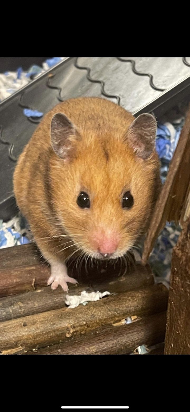 Barcardi, an adoptable Hamster in Philadelphia, PA_image-2