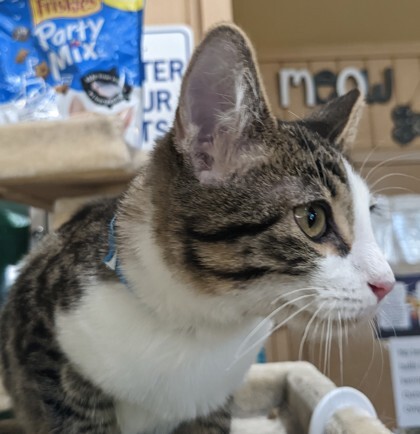 Tony, an adoptable Domestic Short Hair in Flagstaff, AZ, 86001 | Photo Image 1