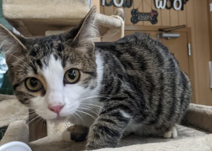 Tony, an adoptable Domestic Short Hair in Flagstaff, AZ, 86001 | Photo Image 2