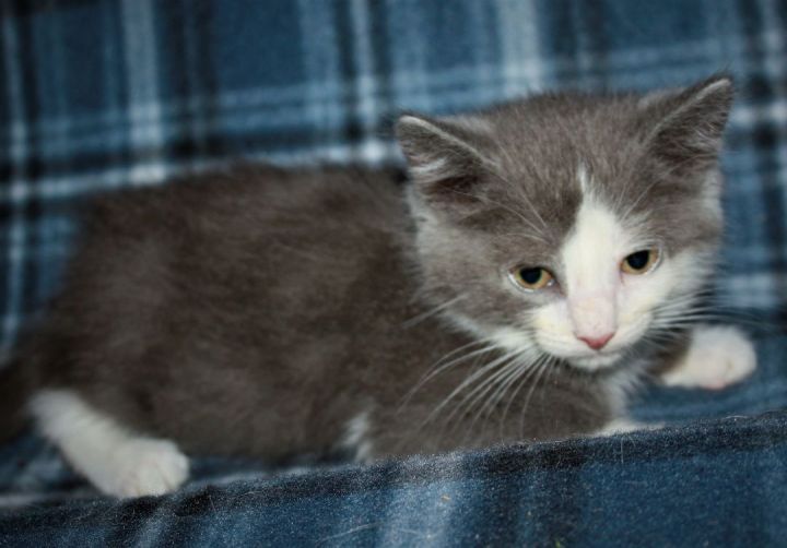 Olympus, an adopted Domestic Short Hair in Fair Haven, VT_image-4