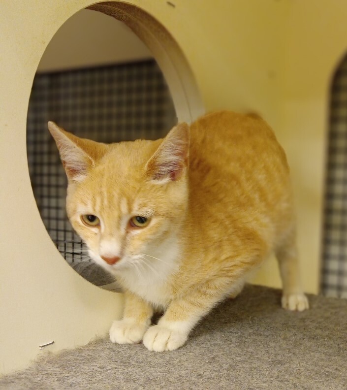 Gingersnap, an adoptable Domestic Short Hair Mix in Breinigsville, PA_image-1