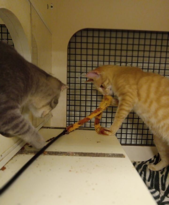 George and Gus BONDED PAIR, an adoptable Domestic Short Hair Mix in Breinigsville, PA_image-1