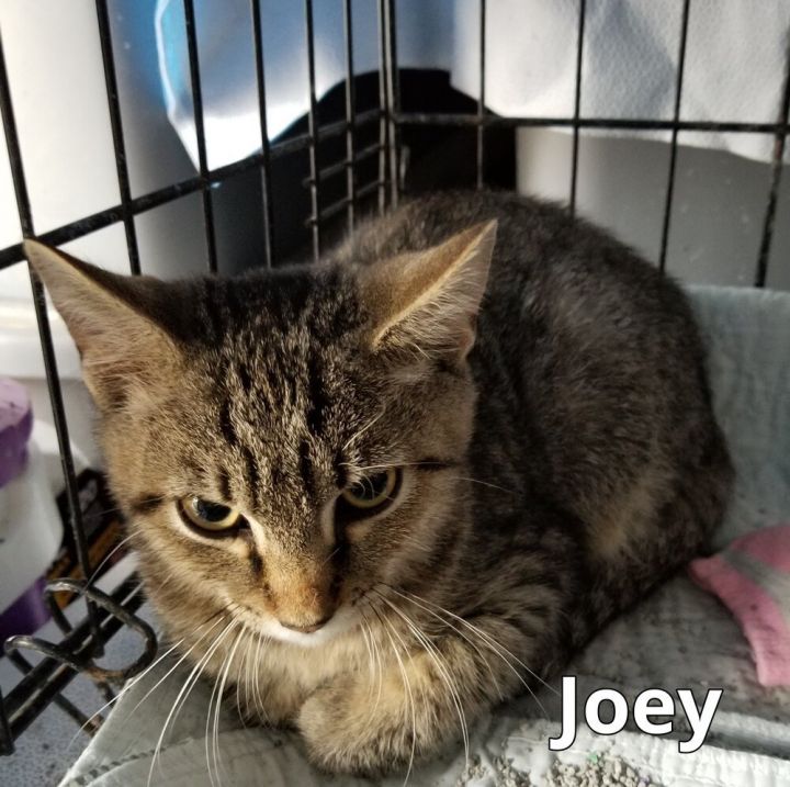 Joey, an adoptable Domestic Short Hair Mix in Breinigsville, PA_image-1