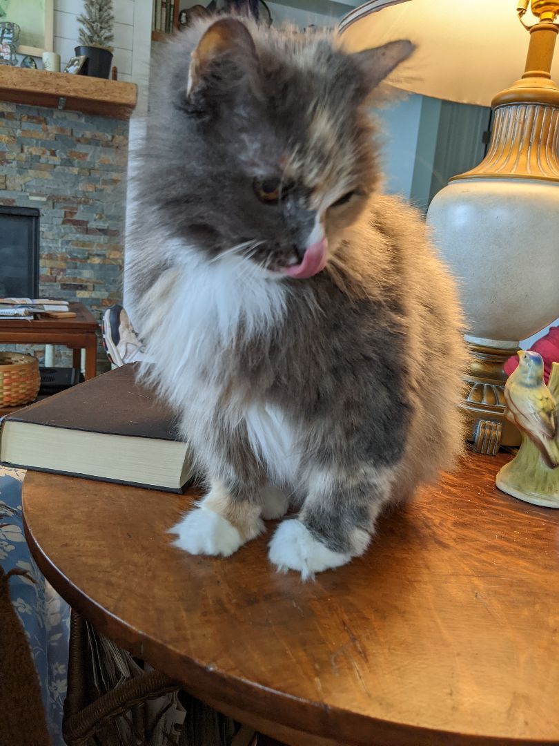 Pet Image