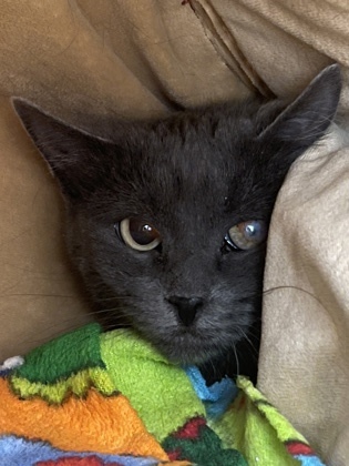 Yubaba, an adoptable Domestic Long Hair in Denver, CO, 80204 | Photo Image 1