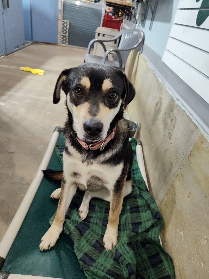 Ripley, an adoptable Mixed Breed in Chinook, MT, 59523 | Photo Image 1