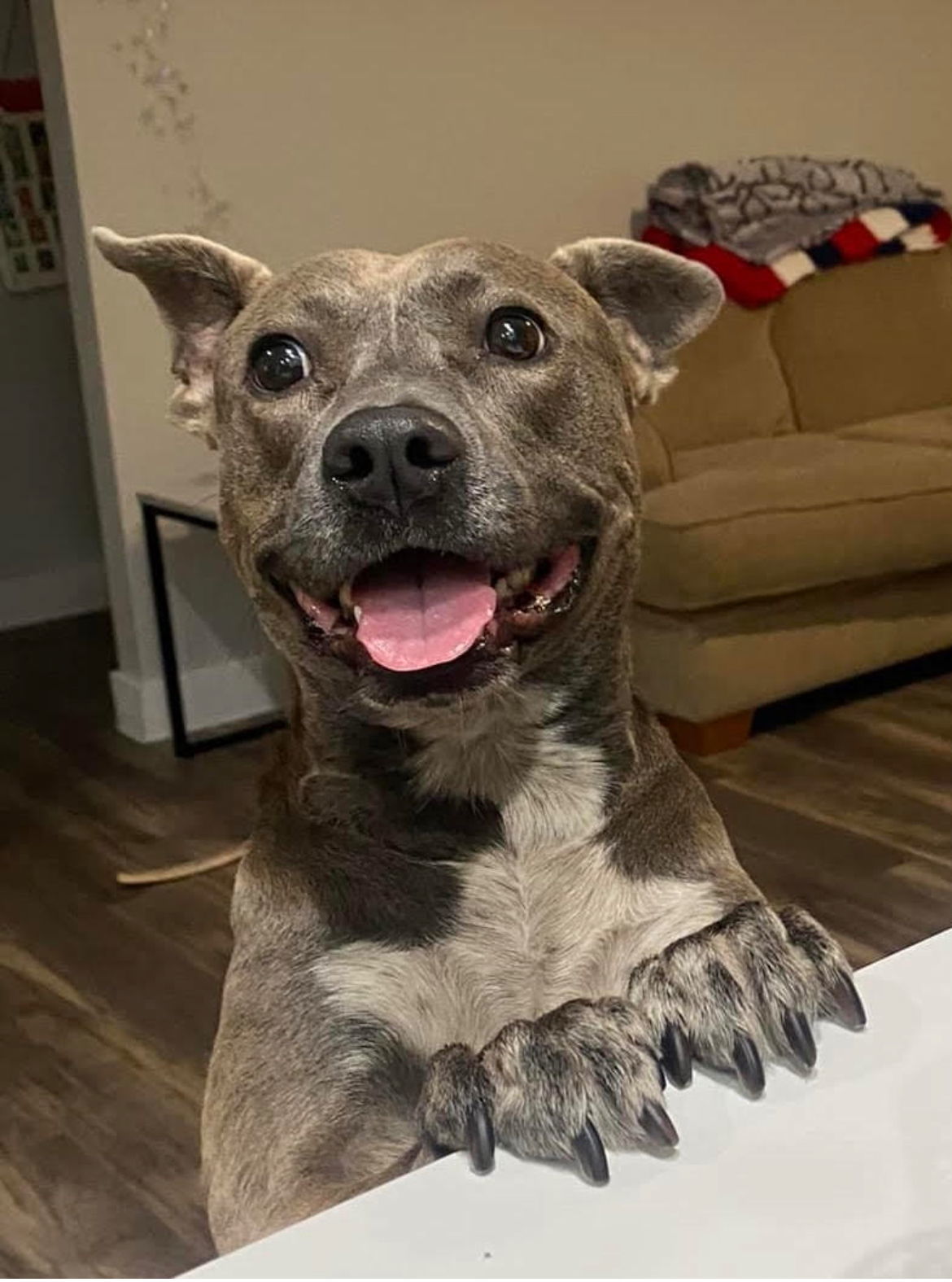 REVY, an adoptable Pit Bull Terrier in Chandler, AZ, 85249 | Photo Image 1