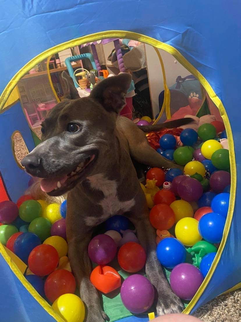 REVY, an adoptable Pit Bull Terrier in Chandler, AZ, 85249 | Photo Image 2