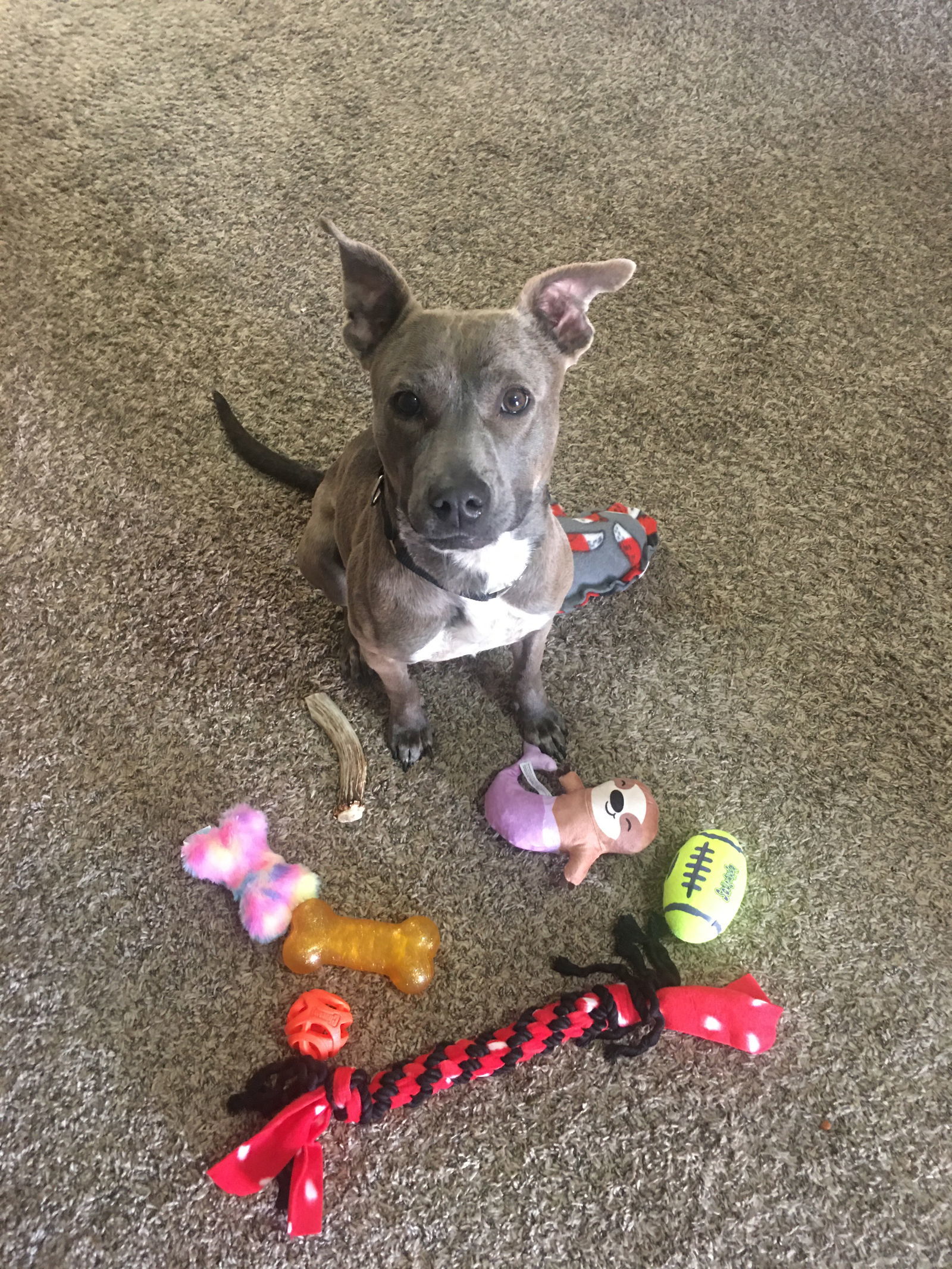 REVY, an adoptable Pit Bull Terrier in Chandler, AZ, 85249 | Photo Image 3