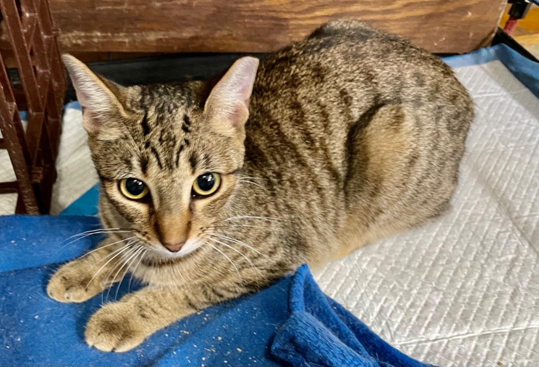 Palmona, an adoptable Bengal, Tabby in New Orleans, LA, 70175 | Photo Image 3