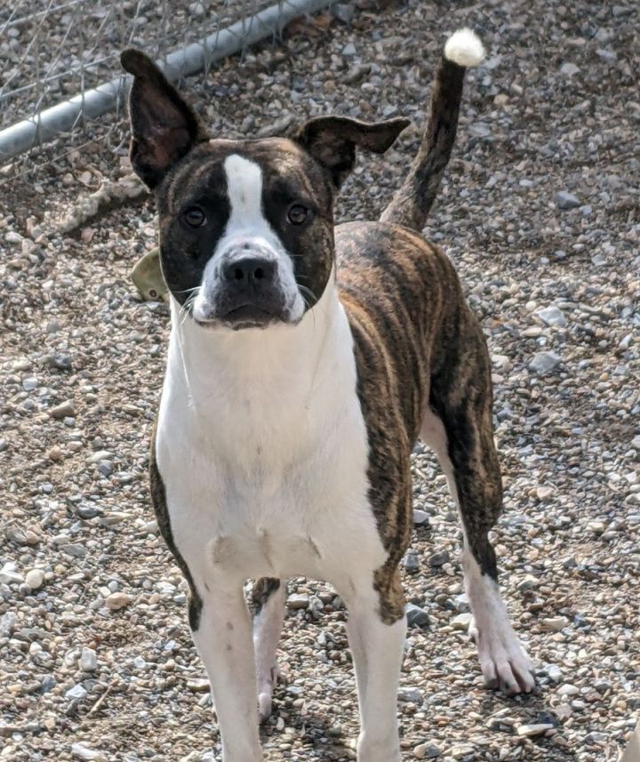 Rocco, an adoptable American Bulldog Mix in Bella Vista, AR_image-2