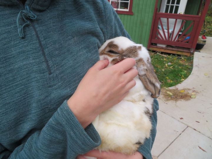 Shazam!, an adopted Bunny Rabbit in East Syracuse, NY_image-3