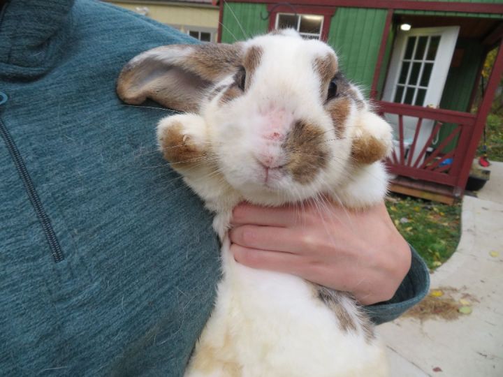 Shazam!, an adopted Bunny Rabbit in East Syracuse, NY_image-1