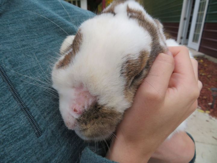 Shazam!, an adopted Bunny Rabbit in East Syracuse, NY_image-5