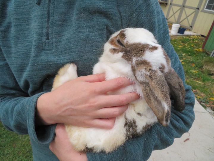 Shazam!, an adopted Bunny Rabbit in East Syracuse, NY_image-6