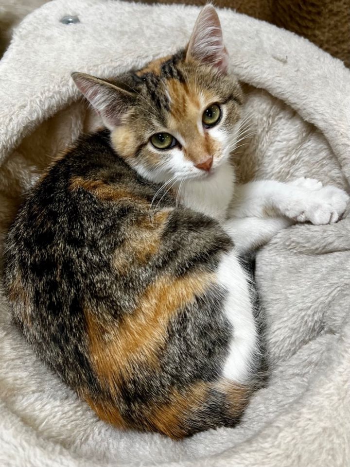 Date , an adopted Dilute Calico in Indianapolis, IN_image-1