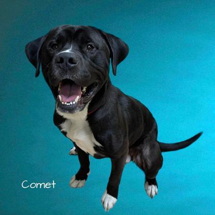 Comet, an adoptable Retriever & American Bulldog Mix in Cumberland, MD_image-1