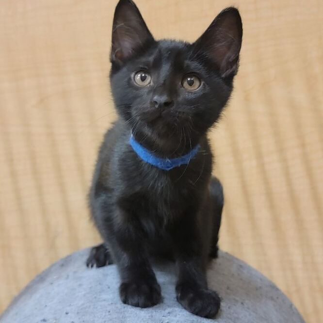 Julius, an adopted Domestic Short Hair in Warr Acres, OK_image-1