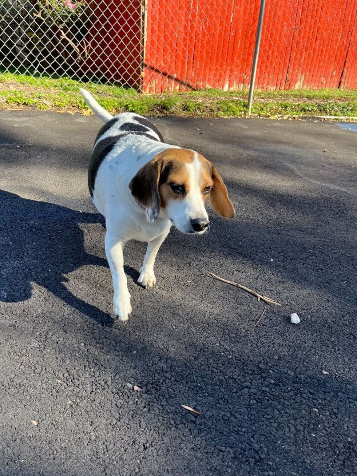 Bertha , an adoptable Beagle Mix in Plainfield, NJ_image-2