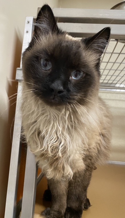 Oliver (FIV+), an adoptable Siamese & Domestic Short Hair Mix in Clarks Summit, PA_image-1