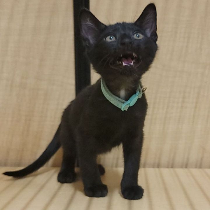 Luck, an adopted Domestic Short Hair in Warr Acres, OK_image-1