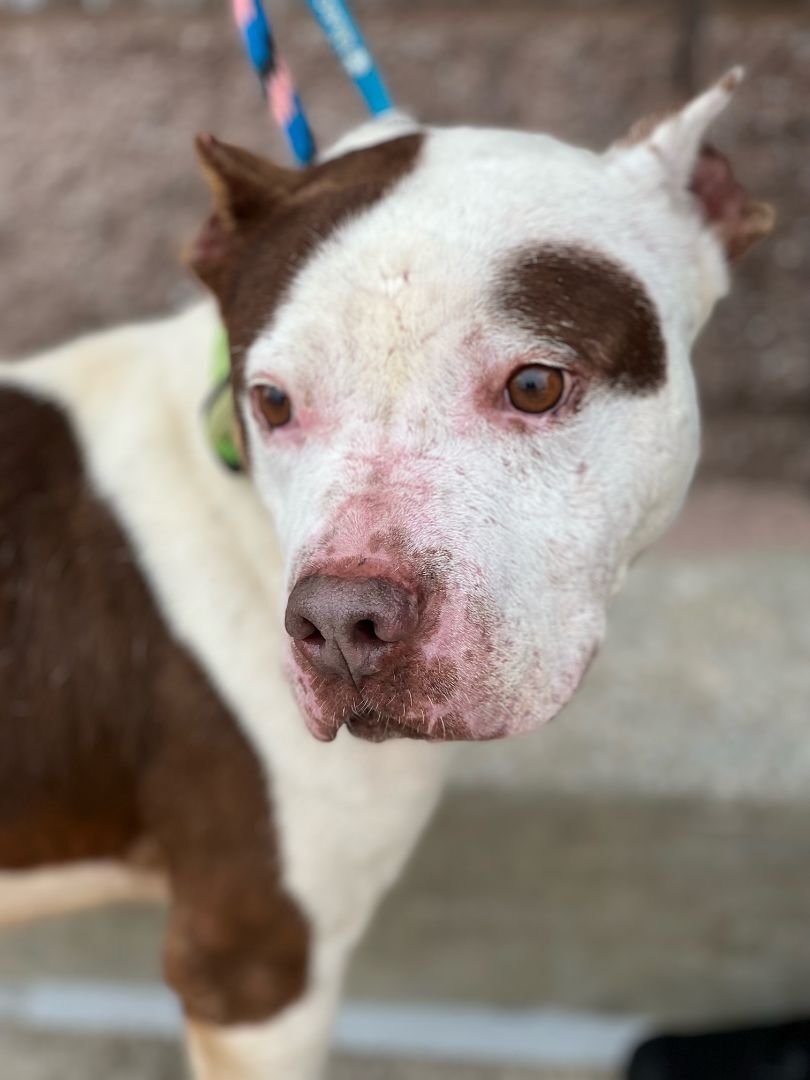 Dump, an adoptable Pit Bull Terrier in Ladson, SC, 29456 | Photo Image 3