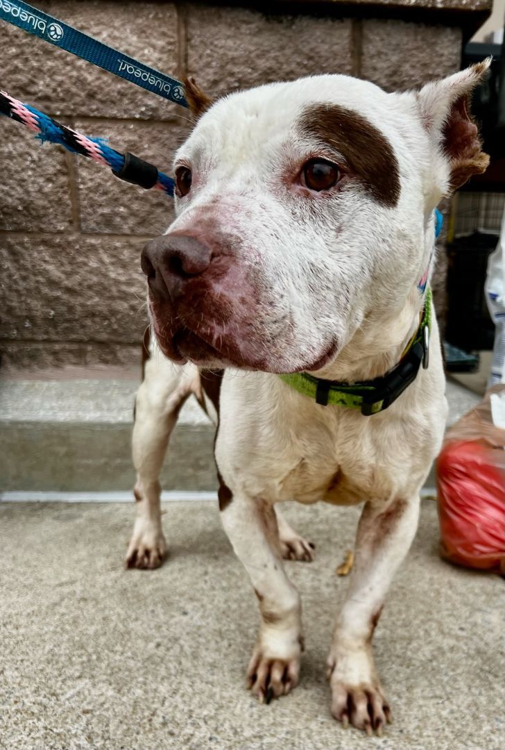 Dump, an adoptable Pit Bull Terrier in Ladson, SC, 29456 | Photo Image 4