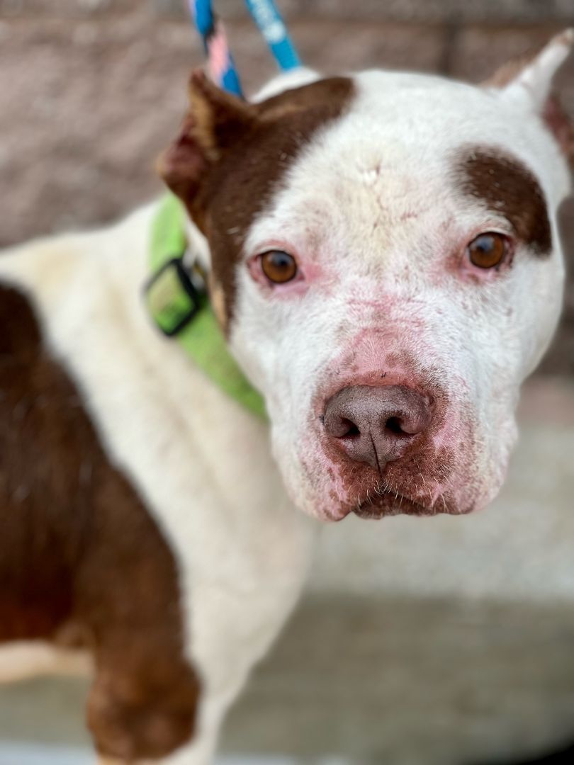 Dump, an adoptable Pit Bull Terrier in Ladson, SC, 29456 | Photo Image 1