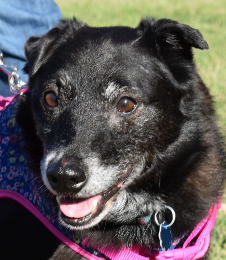 Schipperke german sale shepherd mix