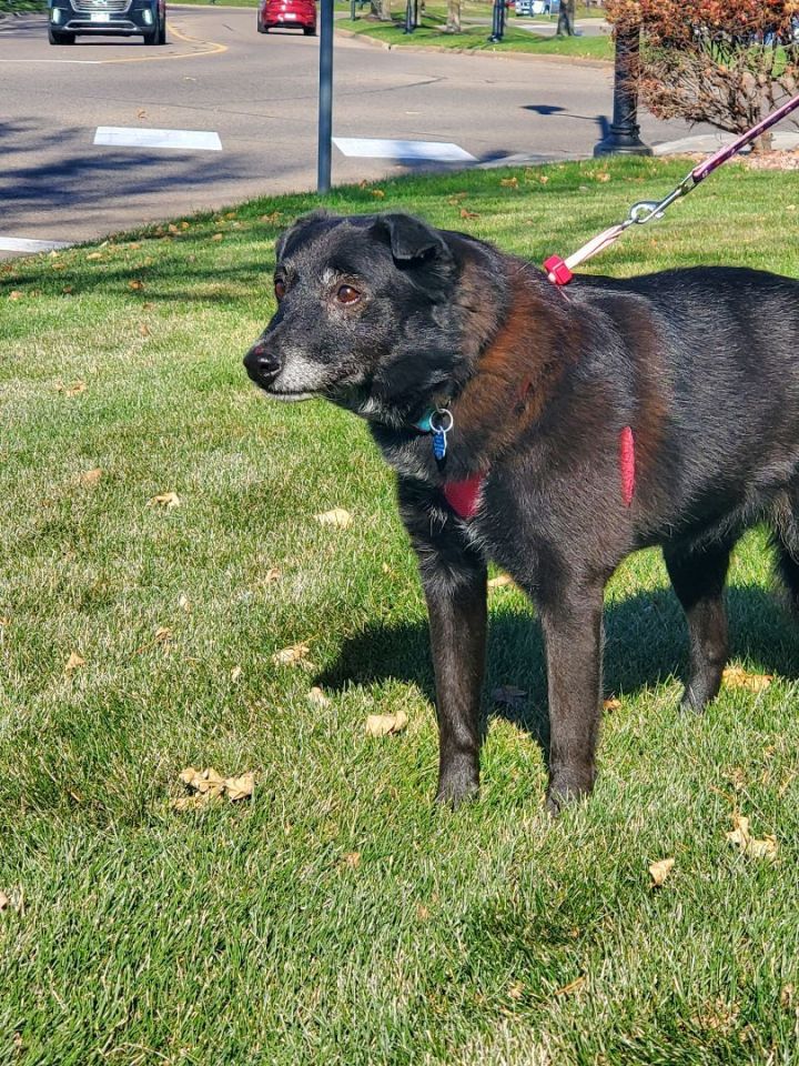 Schipperke best sale shepherd mix